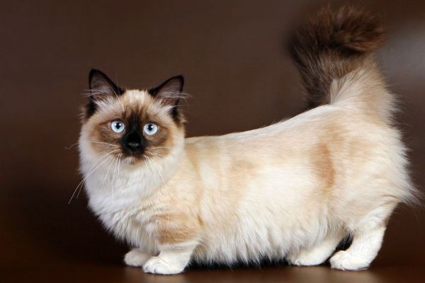 Кошка манчкин