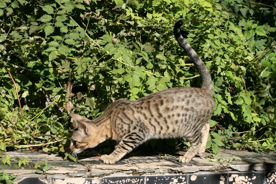 Серенгети Кошка Фото