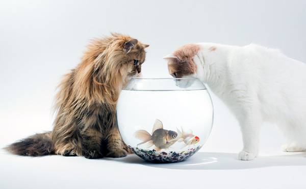 Чем кормить персидского кота?