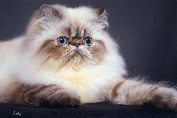 Чем кормить персидского кота?