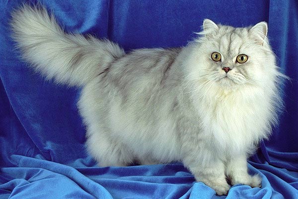 Персидская кошка