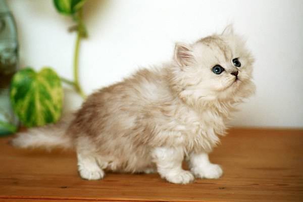 Персидский котенок