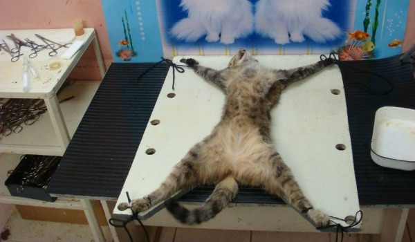 Когда лучше кастрировать вислоухого шотландского кота?